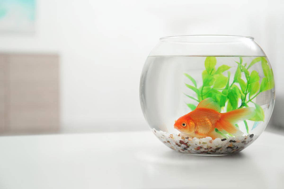 How To Clean A Fish Tank After A Fish Dies