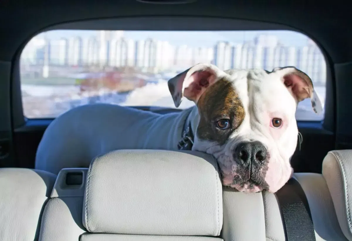 9 Ways to Get Dog Hair Out of Car Seats