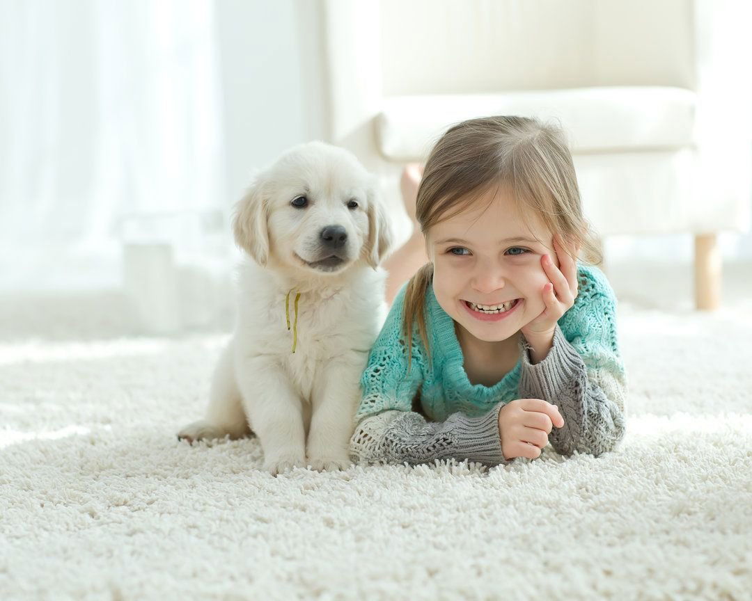 How Often Should You Clean Your Carpet With Pets