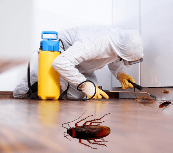 Cockroach Pest Control in Dubai