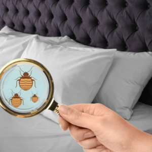 pest control bedbugs