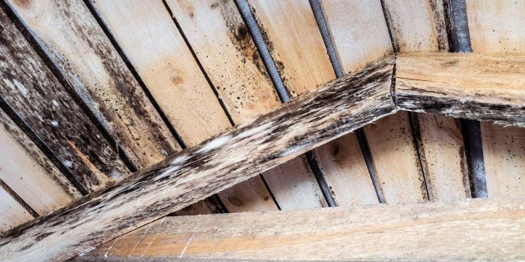 The Easiest Way to Clean Mold from Wood